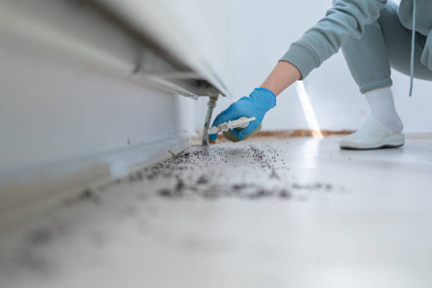 Best Bed Bug Extermination  in Wimauma, FL